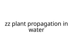 zz plant propagation in water