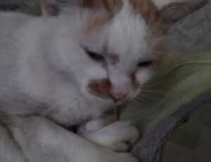 how air conditioner uy48lo works in house