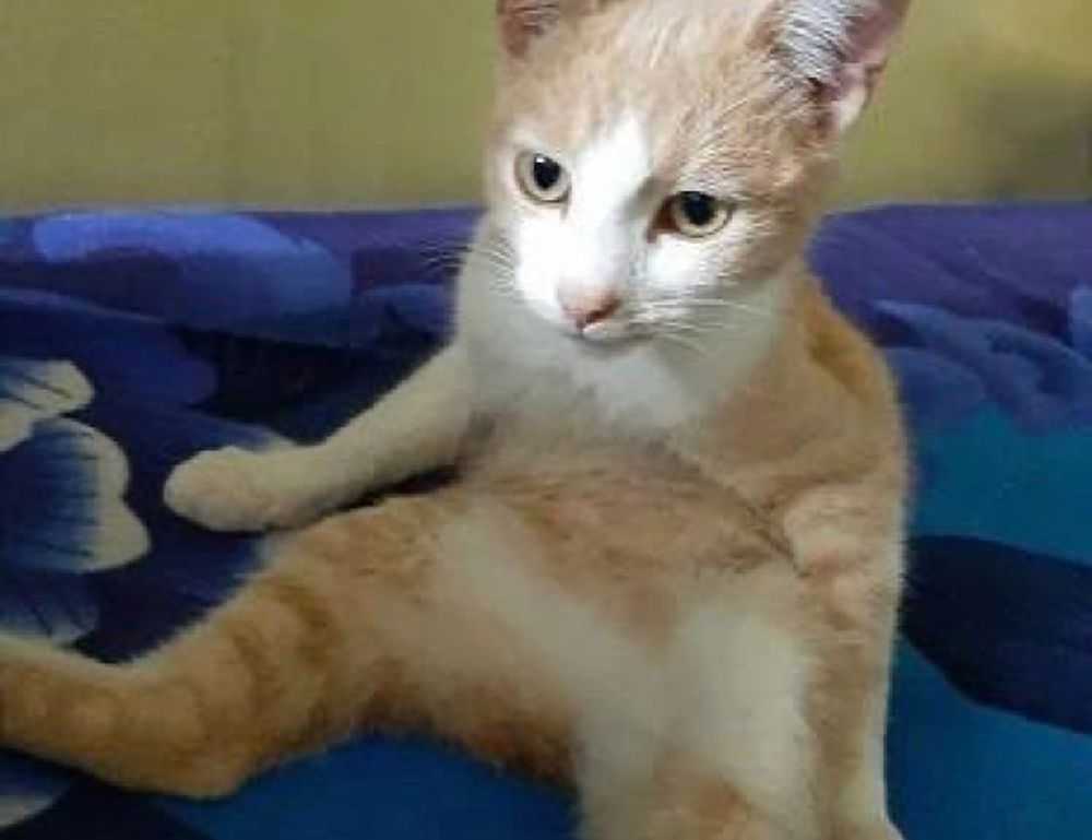 python software issue 0297xud8