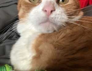 toy whit chemical likzaproz