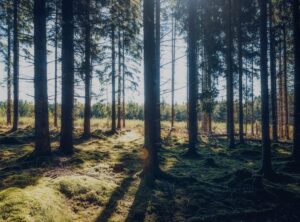 plantilla ropa roblox png